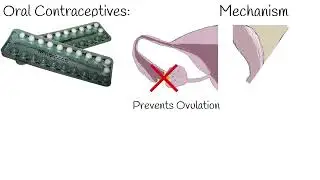 Oral Contraceptives safety.  Does Oral Contraceptives increases or decreases risk of cancers?