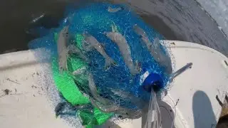 5 GALLONS OF SHRIMP..CATCHING FLORIDA WHITE SHRIMP