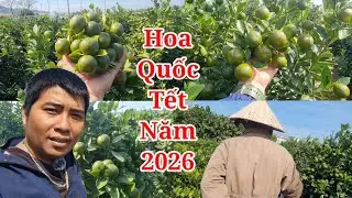 Phú Yên bất ngờ vườn hoa quốc tết nguyên đán 2026 khổng lồ trái sai rất đẹp giá cả rất hợp lý