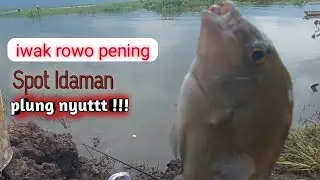 Mancing iwak liar, rowo pening yang menggoda#mujahir #waderan #reddevils
