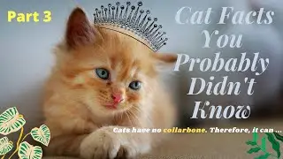 Cats have no...😱 / Cat Facts You Probably Didn't Know till today / Must Watch Cat Facts Part #3