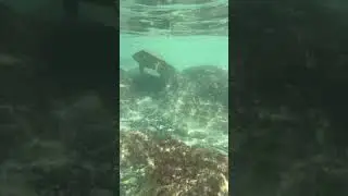 &ldquo;Turtle Turtle&rdquo; beach 69 in Hawaii