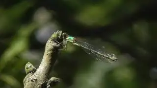Willow Emerald Damselfly