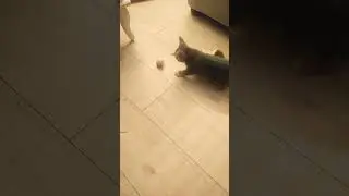 one kitten one crock one pink mouse
