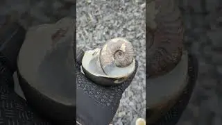 Golden cannonball ammonite. #treasure #fossil #shorts