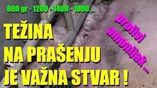 OVO SVINJARI MORAJU DA ZNAJU - ima veze s kojom kilažom je OPRA&Scaron;ENO PRASE - kako da re&scaron;ite probleme?