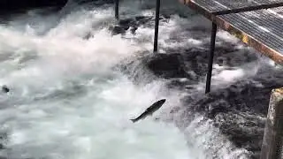Salmon run in Seward, Alaska
