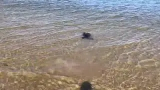Seal Kseniya released - Jun 08, 2020 - Нерпа Малышка Ксения выпущена на волю
