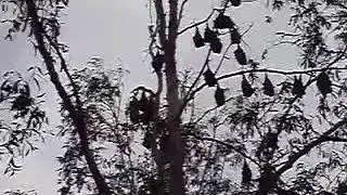 A Tree Full of Bats in the Daintree Part 1
