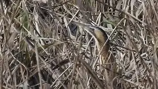 Rohrdommel im Schilf