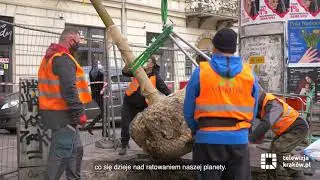 Nowe drzewo zasadzone przy ul. Stradomskiej