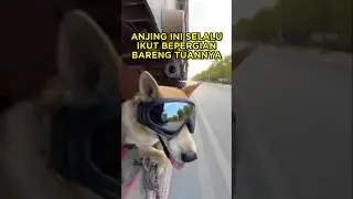 Dua Anjing Ini Hidup di Sebuah Truk 🐶🚛 #shorts #anjing