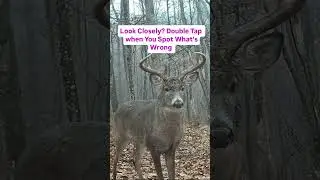can you tell me what's wrong with animals? #challenge #animals #wildlife #natural #english #usa