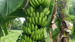#banana #horticulture #agriculture #shorts #viral #trending #trends #funny #food #subscribe