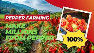 Pepper Farming in Ogun State: How 1 Acre Can Change Your Life!