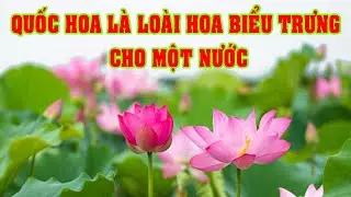 Ý Nghĩa Quốc Hoa #Quốc Hoa Là Loài Hoa Biểu Trưng Cho Một Nước