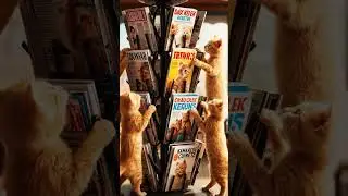 Kittens explore magazine racks, nearly knocking over latest issues in playful chaos