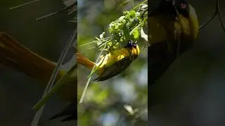 Beautiful Birds, Forest Bird Sounds #shorts #nature #bird  #birdslover #relaxation #chirping