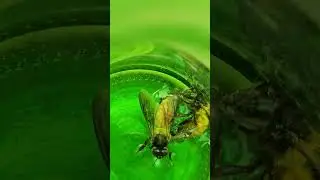 samsung s23 ultra video shorts, bee in bottel #samsungs23ultra #bee #beeinbottle