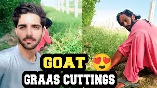 Goat graas cuttings#trending #youtubeshorts #love #funny #song #shortvideo #short #viralvideo #video