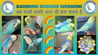 How To Produce Rainbow Budgies Part-1| Rainbow Budgies Aviary