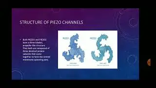 Piezo channels by Hemant Dangi