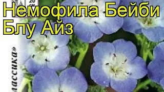 Немофила обыкновенная Бейби блу айз. Краткий обзор, описание характеристик nemophila menziesii