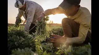GGF's Green Recovery Strategy - Centre Feed International