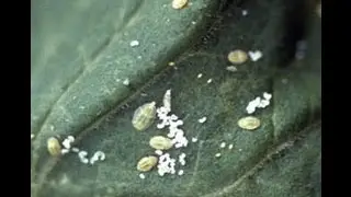 Gardening Power to the People: Psyllids&ndash;When Tomatoes Go Bad