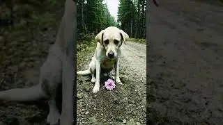 🐕&zwj;🦺🦮😭 #viral #shorts #animals