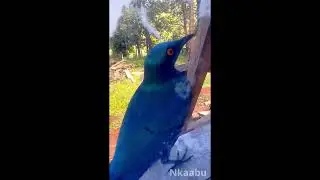 Birds vs Windows: Greater Blue-eared Starling