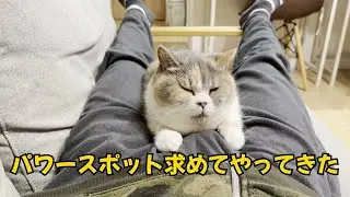 なぜそこを選んだ？人の股でくつろぐ猫がこちら