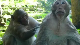 Sweet Pea give perfect grooming to Felix to comfort felix stop argue with him | Angkor Nature