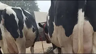 Saadat Dairy farm is live! 7717252243