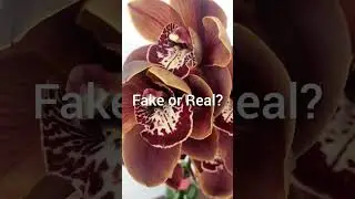 Flowers | adaptable cosmopolitan species| #exoticflowers #flowers #garden #villagelife