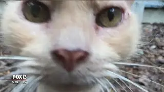 Rescue lets senior cats live out their lives -- all 9 of them