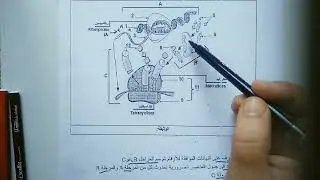 تمرين رائع لتحضير اختبار الفصل الاول في مادة العلوم باك 2025