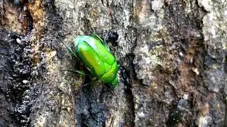 Green Drone Beetle vs. Four-spotted Sap Beetle アオカナブンとヨツボシオオキスイが樹液酒場で出会うと&hellip;