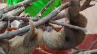 Saving sloths in Costa Rica  +REPLAY+