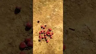 Lal Chandan ka paudha kaise dikhta hai
