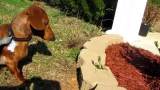 Dog vs. Praying mantis