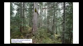Whistler Forest March 2021 Webinar
