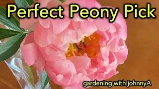 When & How to Pick Peonies for Longer Vase Life | Best Time to Cut Peony Flowers
