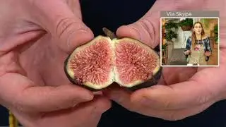 Roberta's 1-Piece Chicago Hardy Live Fig Tree on QVC