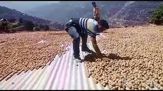 AMO Doda, HPM Activities - Post Production Management of Walnut.