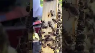 She&rsquo;s a good looking queen! #beekeeping #beekeeper #backyardbeekeeping #queenbee #smallbusiness