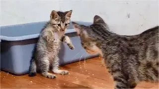 New Kitten angry and keeps fighting Cat, I don't know why