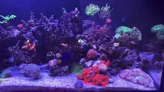 Reef mat 500 addition to reef tank.