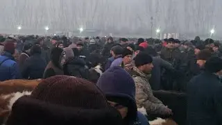 Sharxon xoldonbek mol bozor Narxlari boqma va semiz Buqalar Narxlari Zur Buldi 