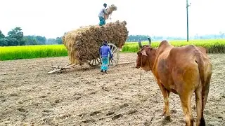 Perfectly Load paddy on Bullock cart || Cow cart video || Village life style #cow #viralvideo